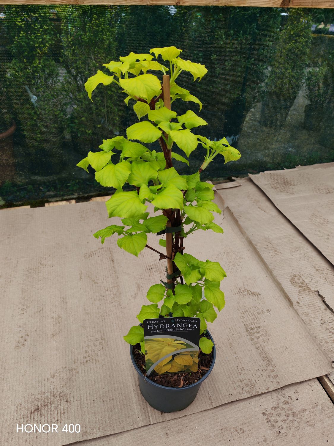 Climbing Hydrangea “ Bright Side “ Climbing Hydrangea for wall,fence or arch in shade or sun . Bright golden foliage. White flowers in late spring early summer . Yellow /Ora