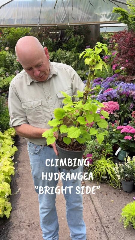 Climbing Hydrangea “ Bright Side “ Climbing Hydrangea for wall,fence or arch in shade or sun . Bright golden foliage. White flowers in late spring early summer . Yellow /Ora