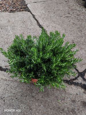 Rosemary Capri - Extra Large Trailing Rosemary for pots or beds