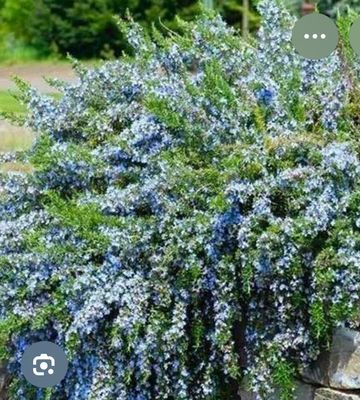 Rosemary Capri - Extra Large Trailing Rosemary for pots or beds
