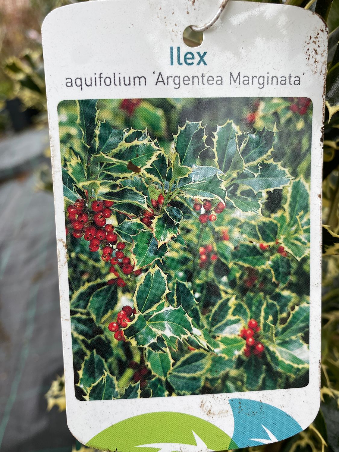 Ilex Holly Argentea marginata