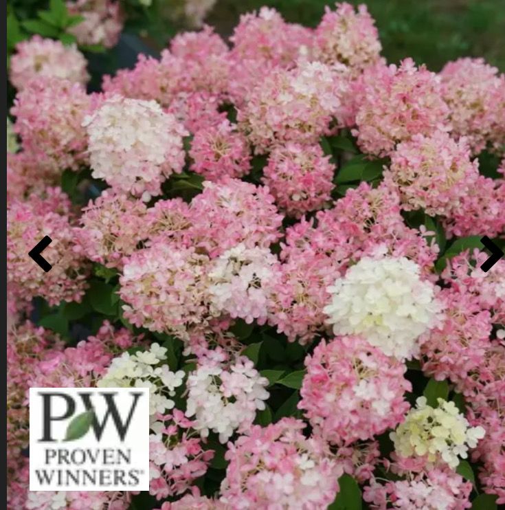 Hydrangea Firelight Tinybit Dwarf variety for pots or beds . Flowers from end of June until mid September Flowers are abundant turning from green to white and transitioning to pink