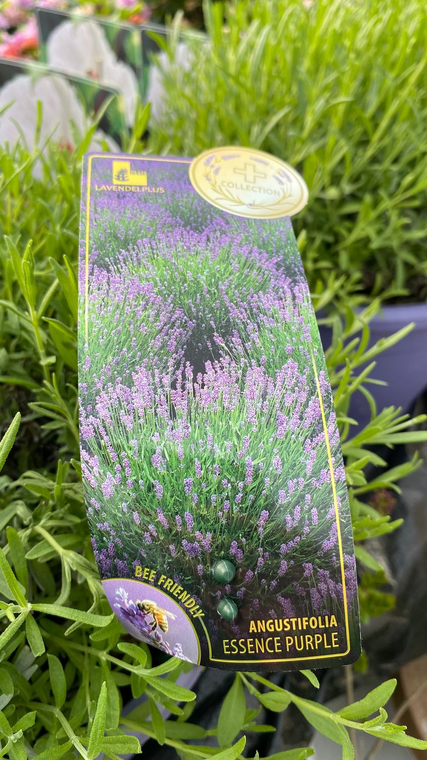 Lavender essence purple