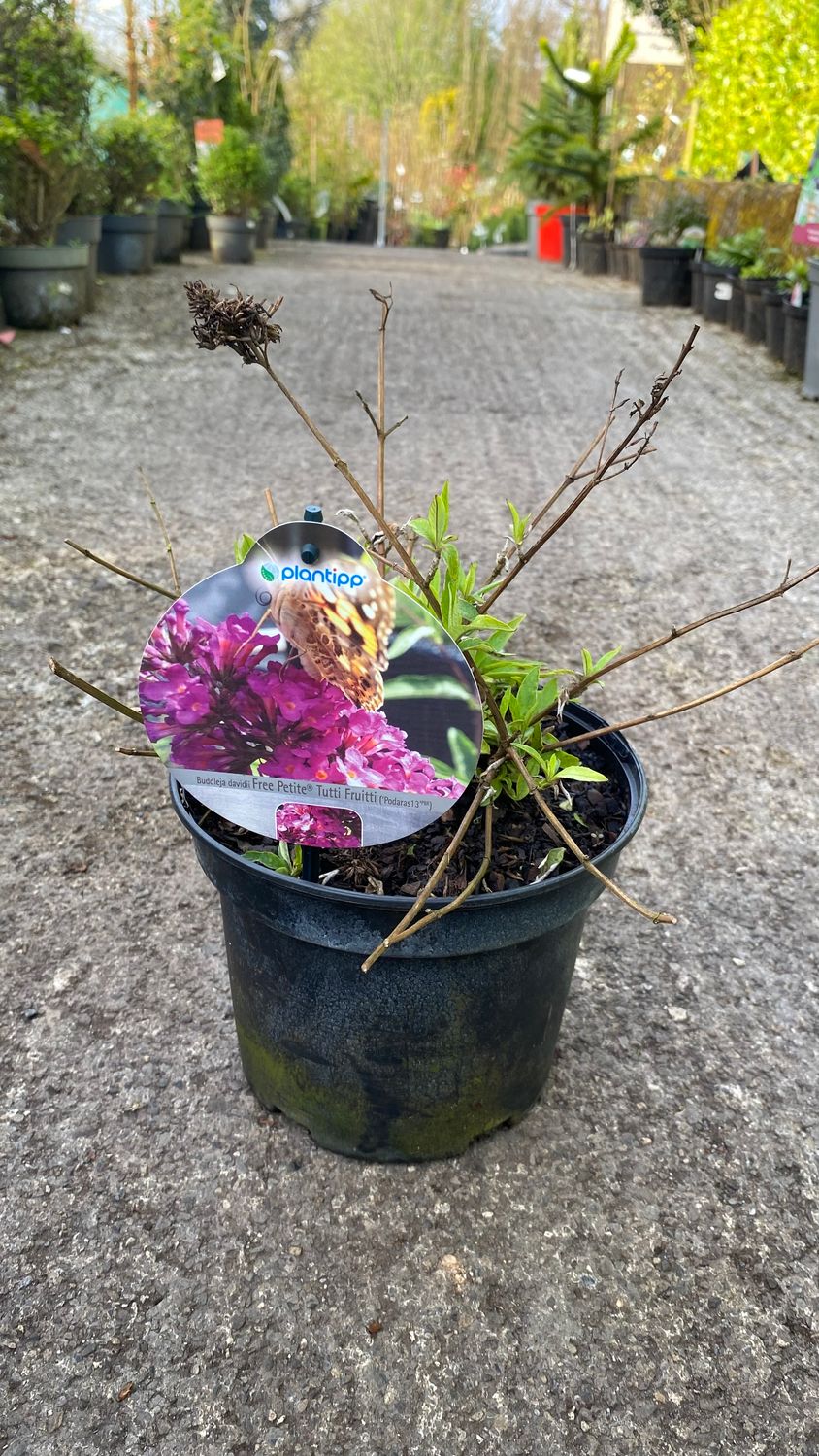 Buddleja Tutti Frutti