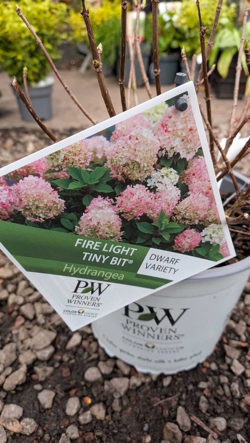 Hydrangea Firelight Tiny Bit