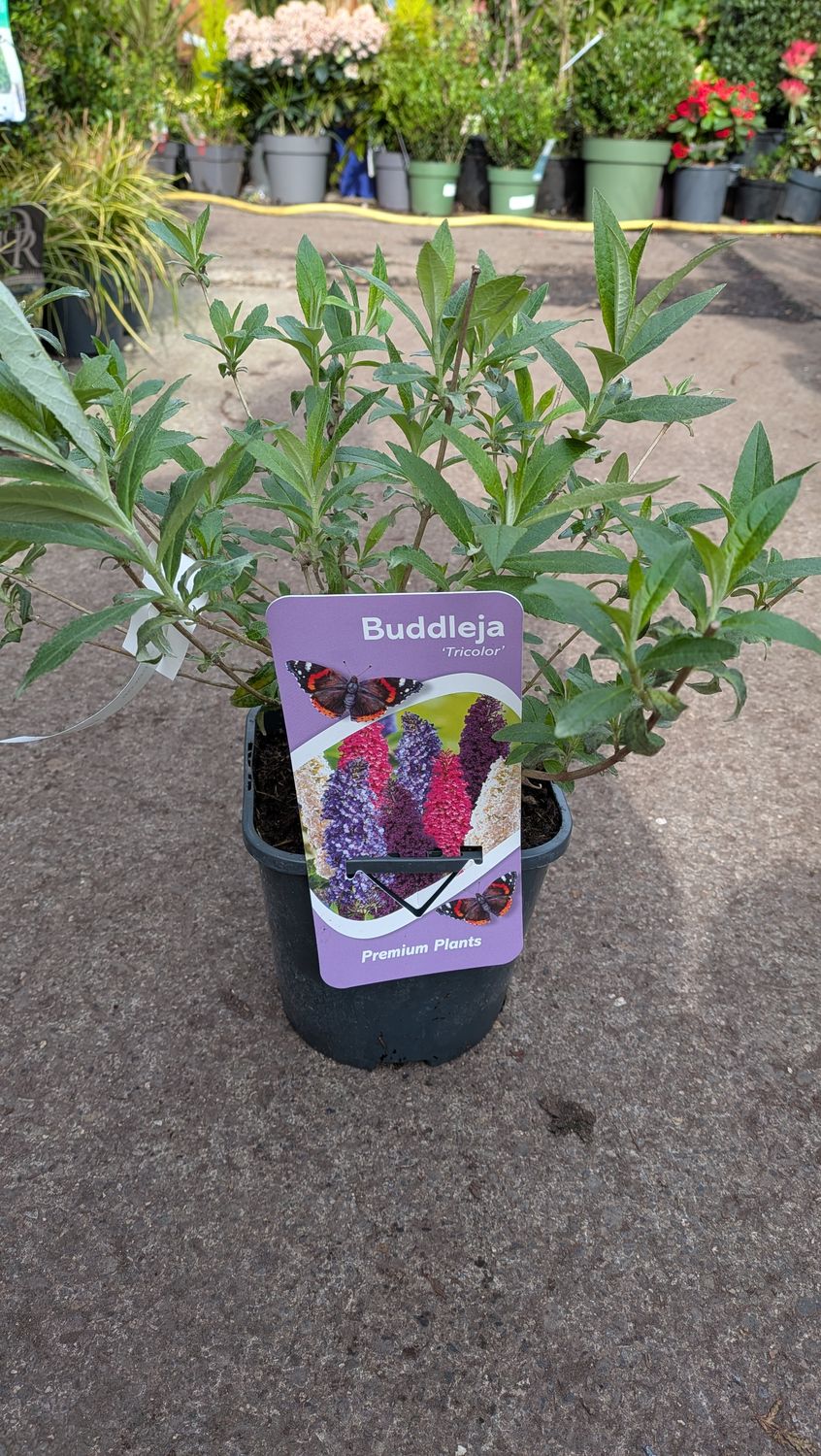 Buddleja Tricolor