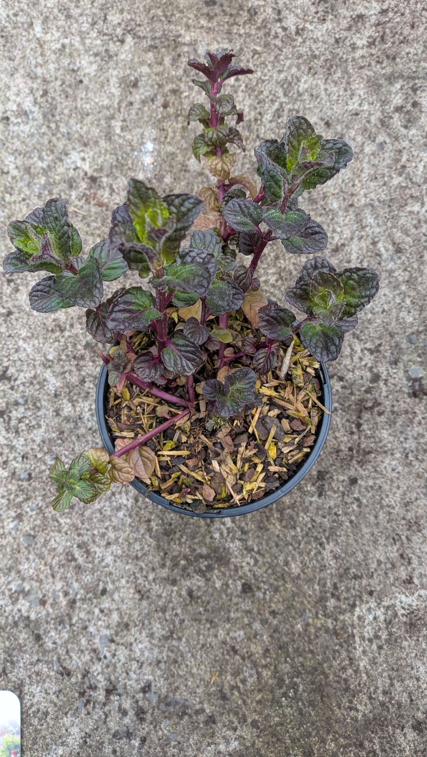 Blackcurrant mint