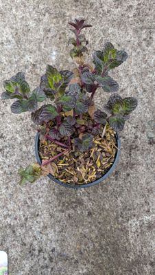 Blackcurrant mint