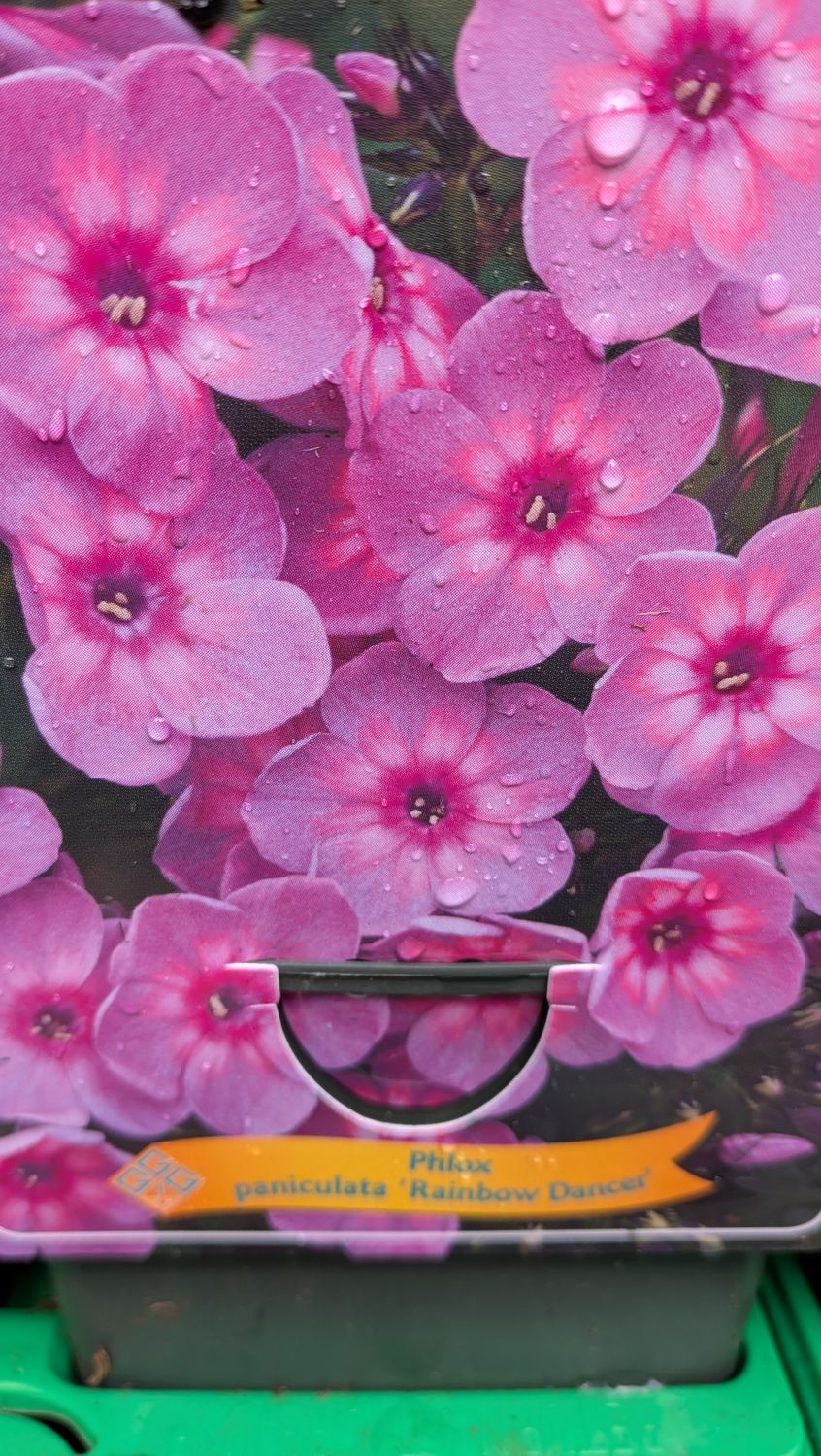 Phlox rainbow dancer