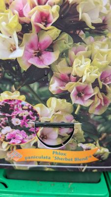 Phlox ''Sherbet Dancer''