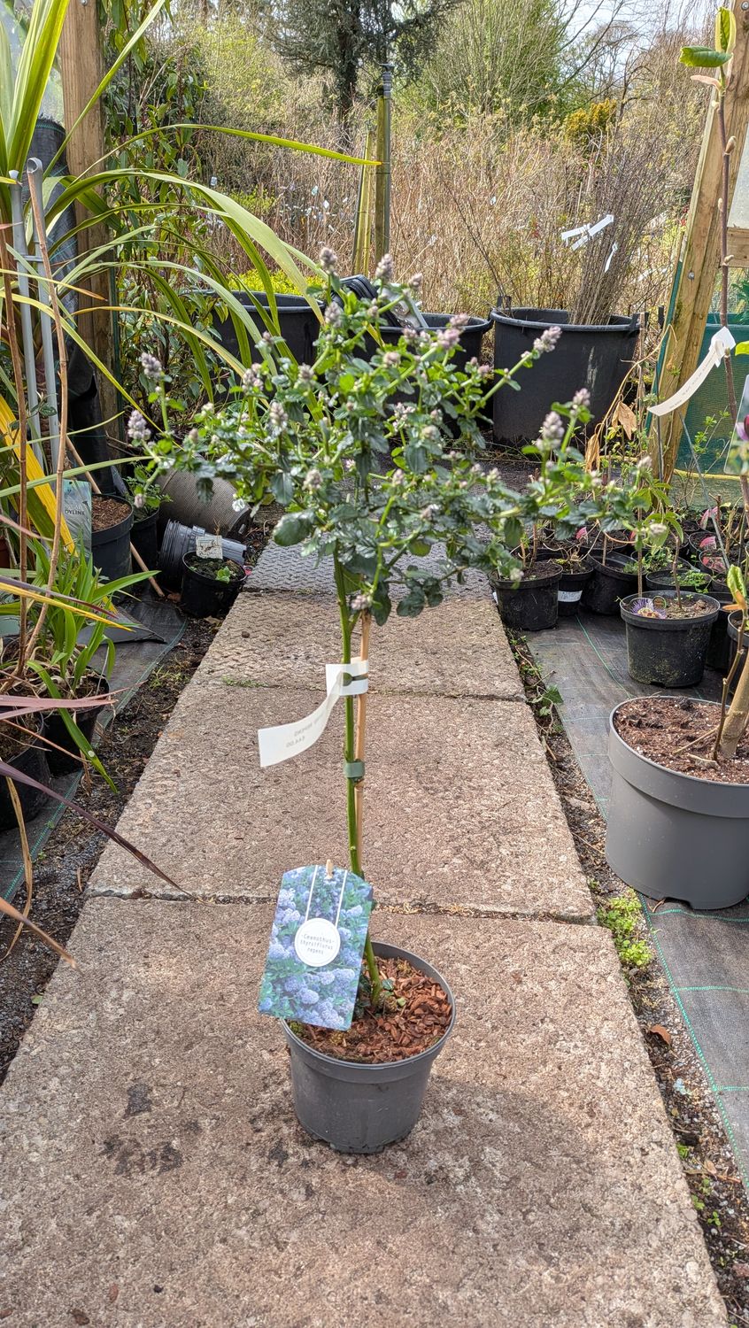 Ceanothus Repens small tree