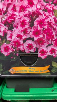 PHLOX STARS AND STRIPES ..fragrant Phlox.. flowers for months with DEEP PINK /WHITE flowers in summer and early autumn. Winter hardy perennial STRONG POT GROWN PLANTS