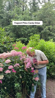 PHLOX STARS AND STRIPES ..fragrant Phlox.. flowers for months with DEEP PINK /WHITE flowers in summer and early autumn. Winter hardy perennial STRONG POT GROWN PLANTS