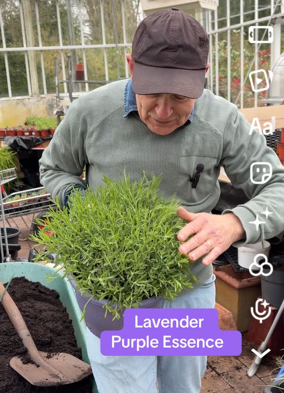 Lavender Purple Essence .EXTRA LARGE Lavender Purple Essence .. Flowers for months and is hardy. Disease resistant and extra fragrant. Good in pots or beds in full sun. STRONG POT GROWN PLANTS