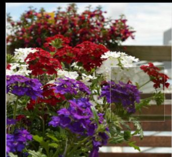 Trio Mio Nightfire Verbena ..flowers non stop until October