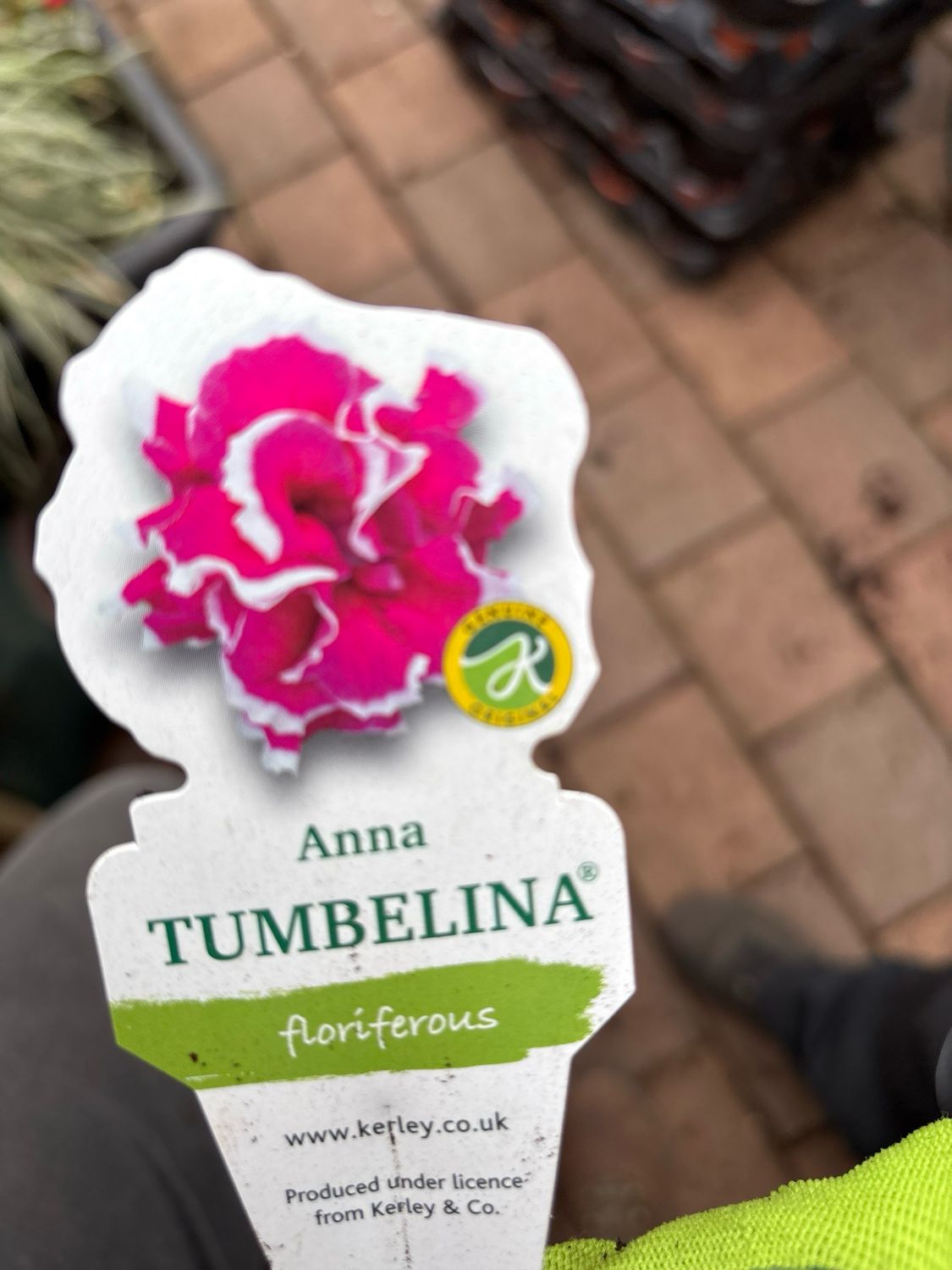 Petunia Tumbelina Anna