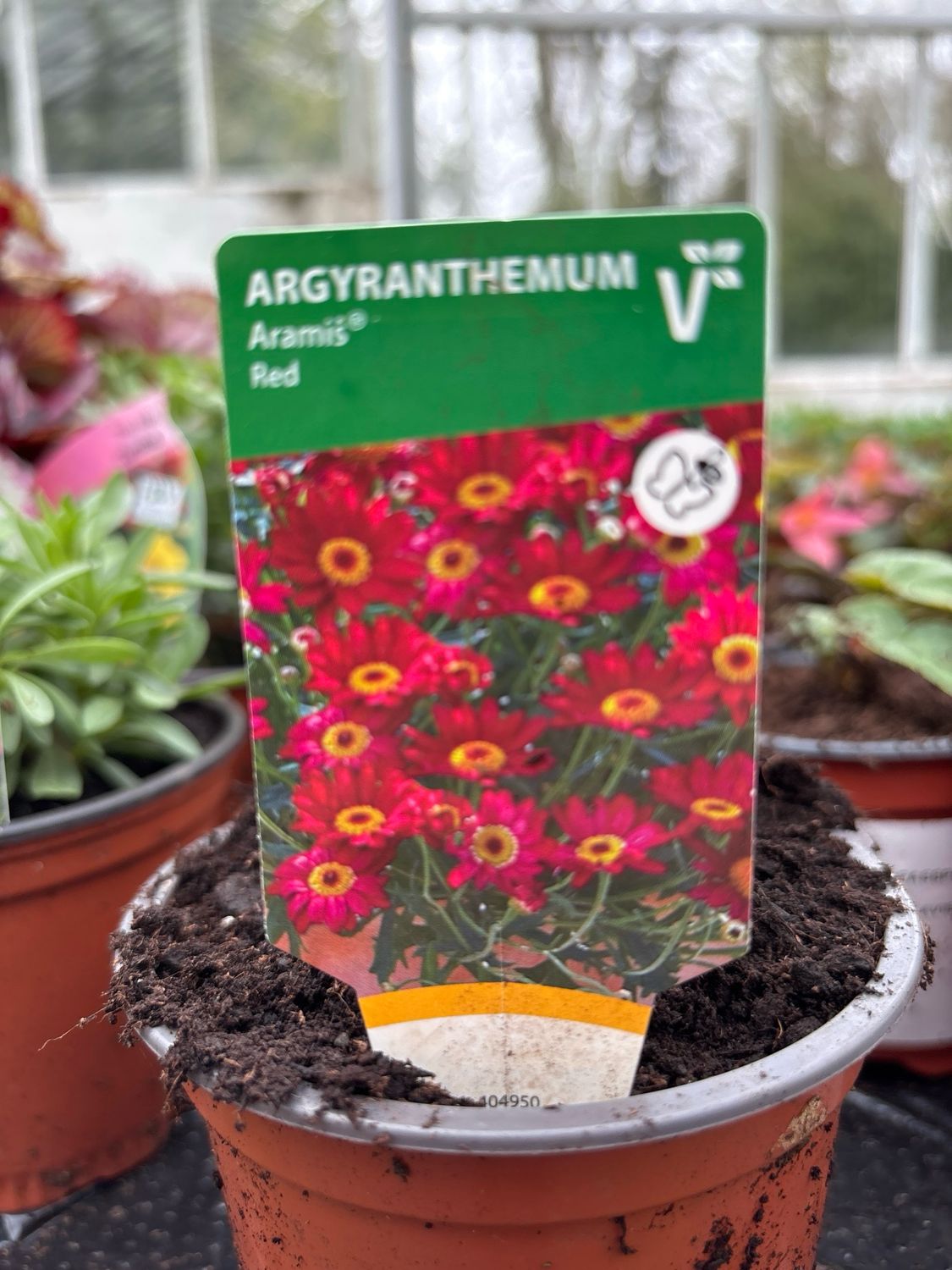 Argyranthemum Aramis Red