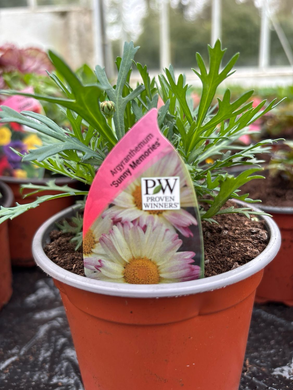 Argyranthemum Sunny Memories