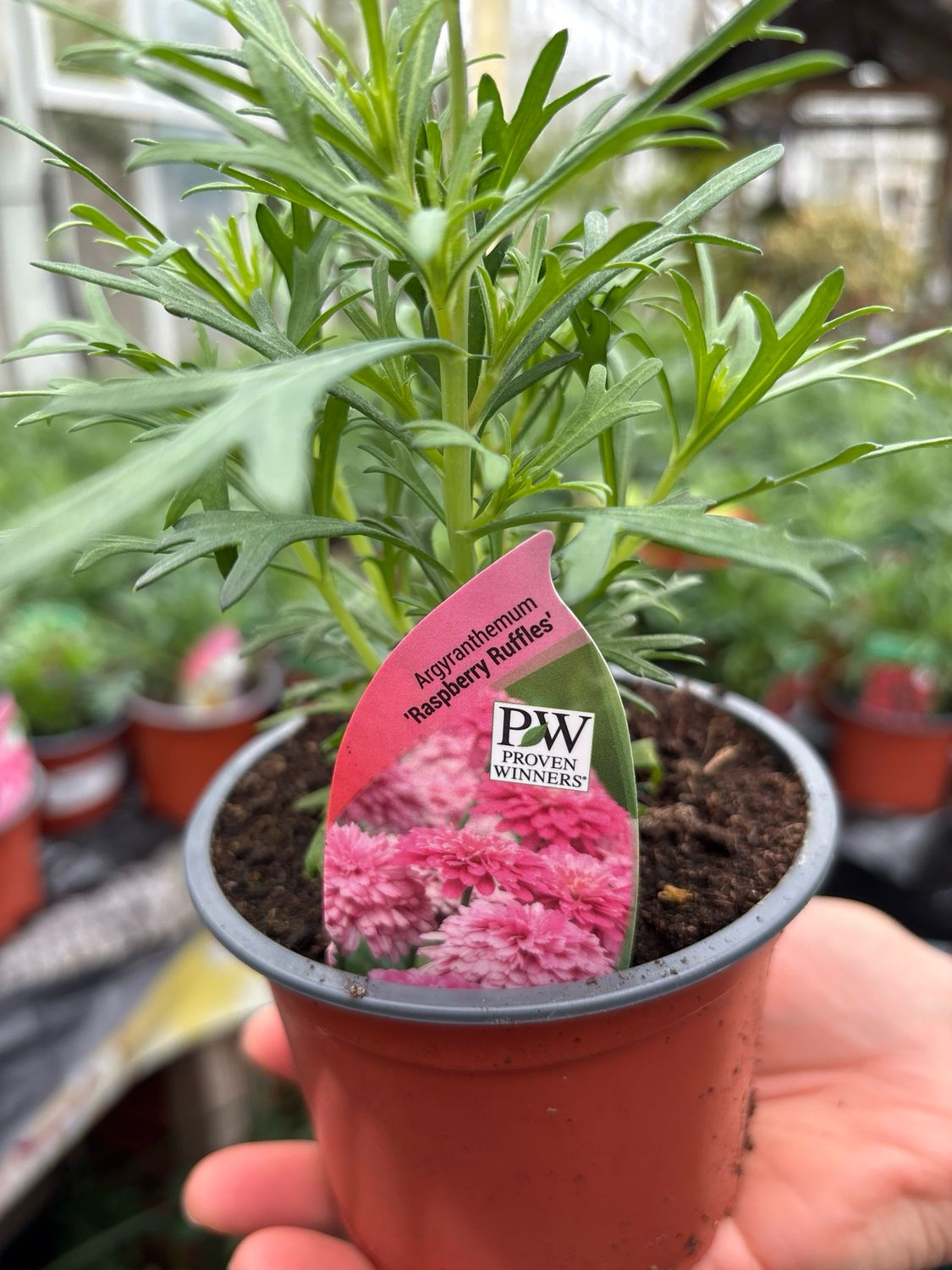 Aramis Daisy,Argyranthemum Raspberry Ruffles flower non stop from May until October with double pink Daisy like flowers over fern like foliage
