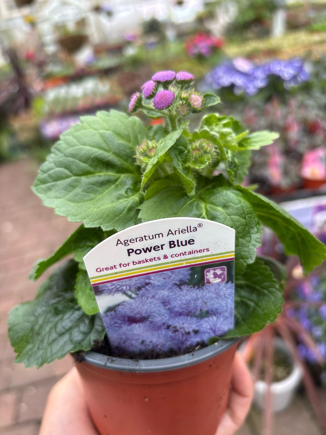 Ageratum Power Blue