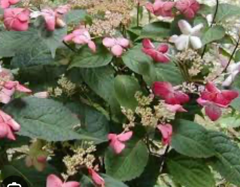 Climbing Hydrangea Crug Coral ..rare climbing hydrangea with coral pink flowers in summer and yellow autumn foliage