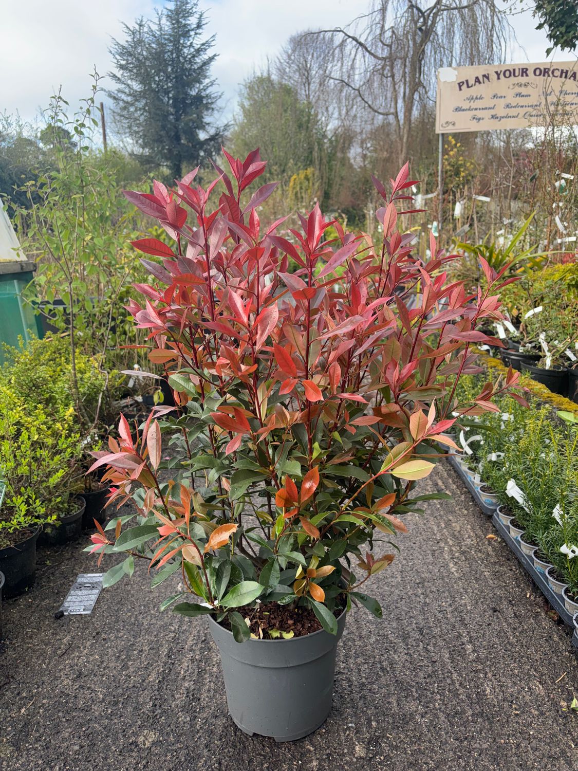 Photinia Carre Rouge