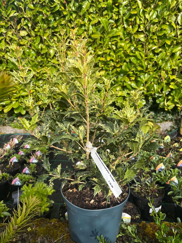 Osmanthus Goshiki