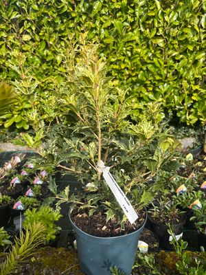 Osmanthus Goshiki