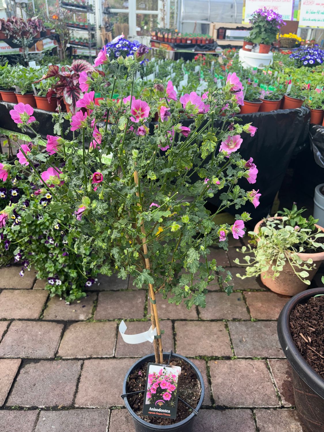 Anisodontea Princess