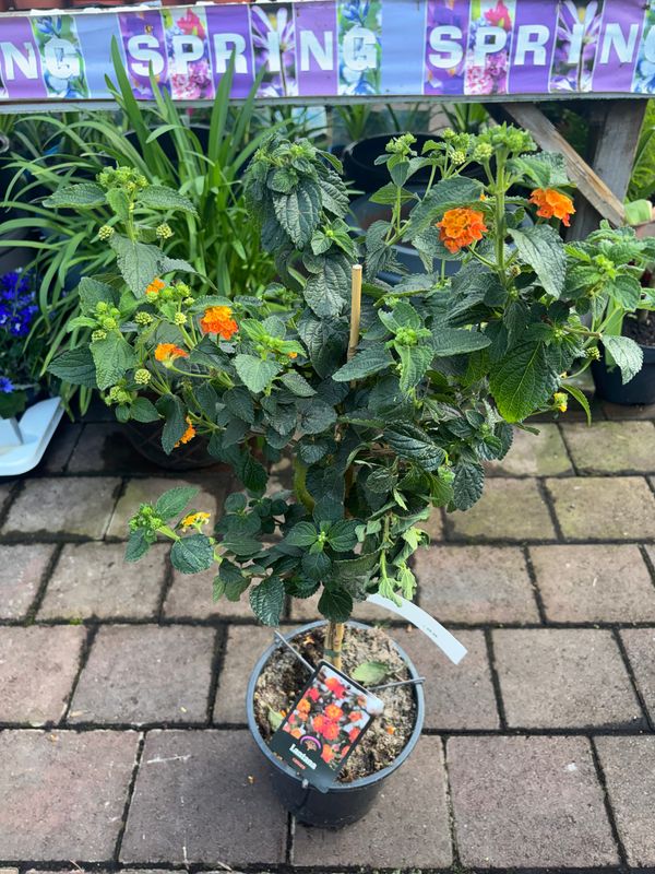 Lantana Deep Orange perfect in pots . Flowers non stop until October