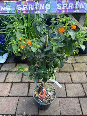 Lantana Deep Orange perfect in pots . Flowers non stop until October