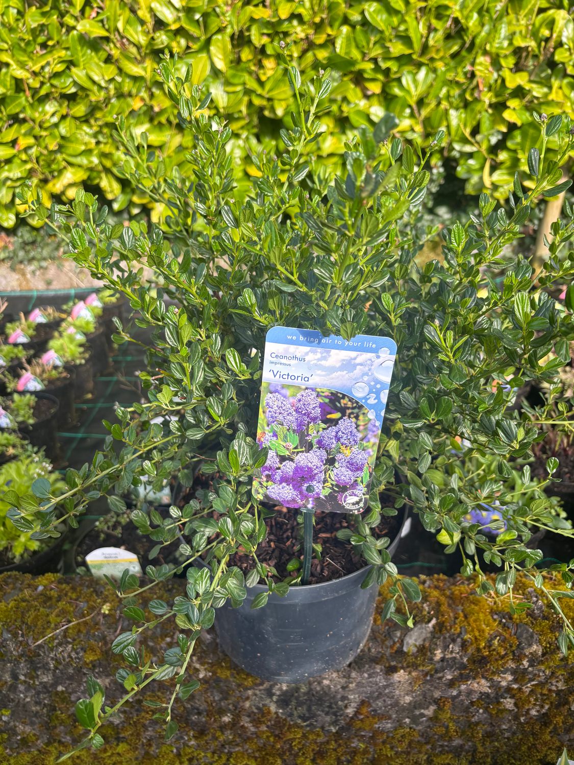 Ceanothus Victoria