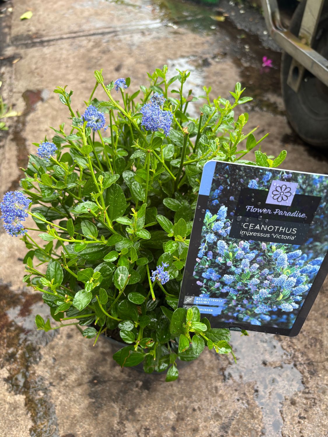 Ceanothus Victoria