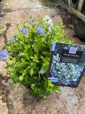Ceanothus Victoria