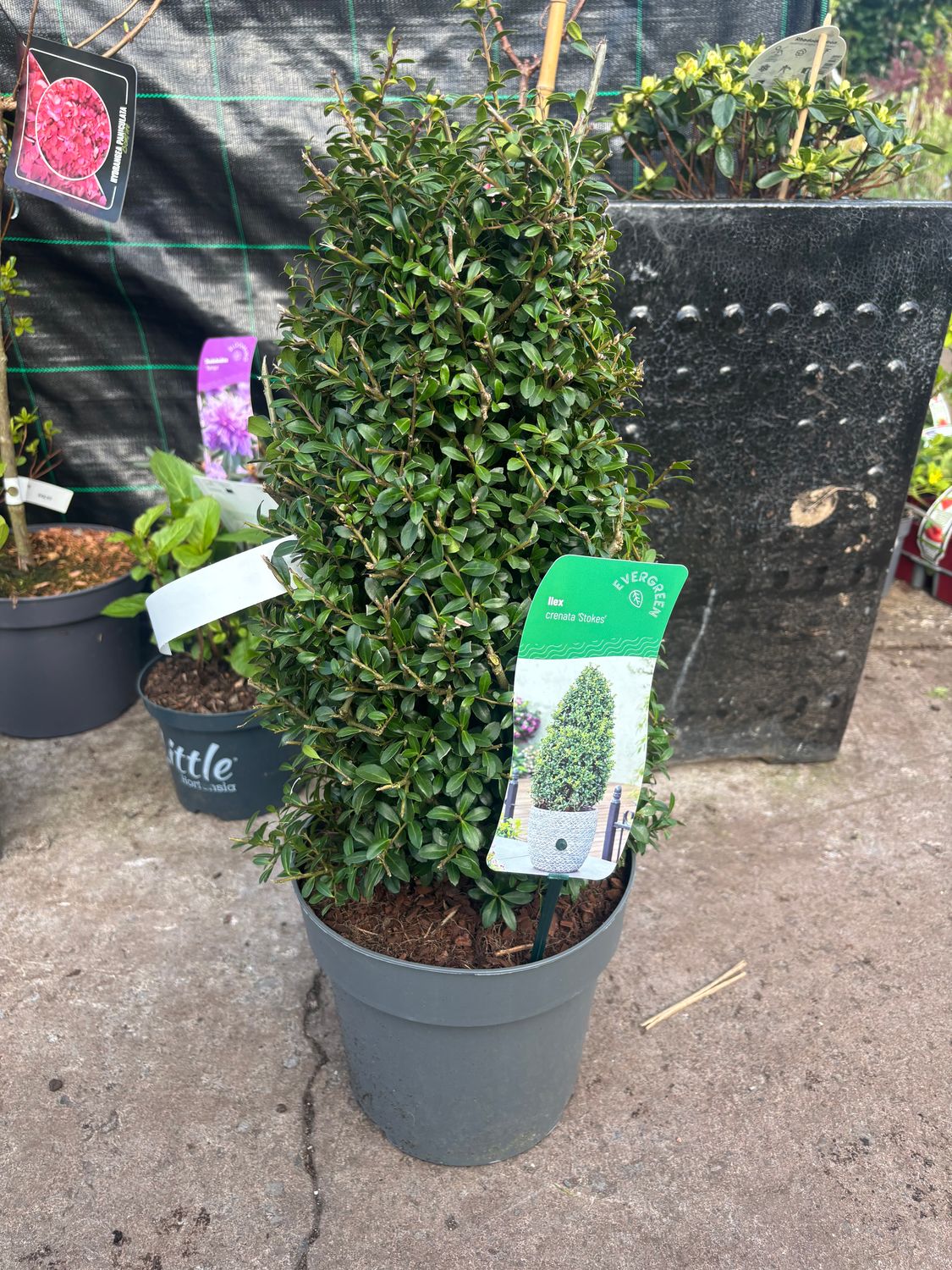 Holly Box Stokes Pyramid