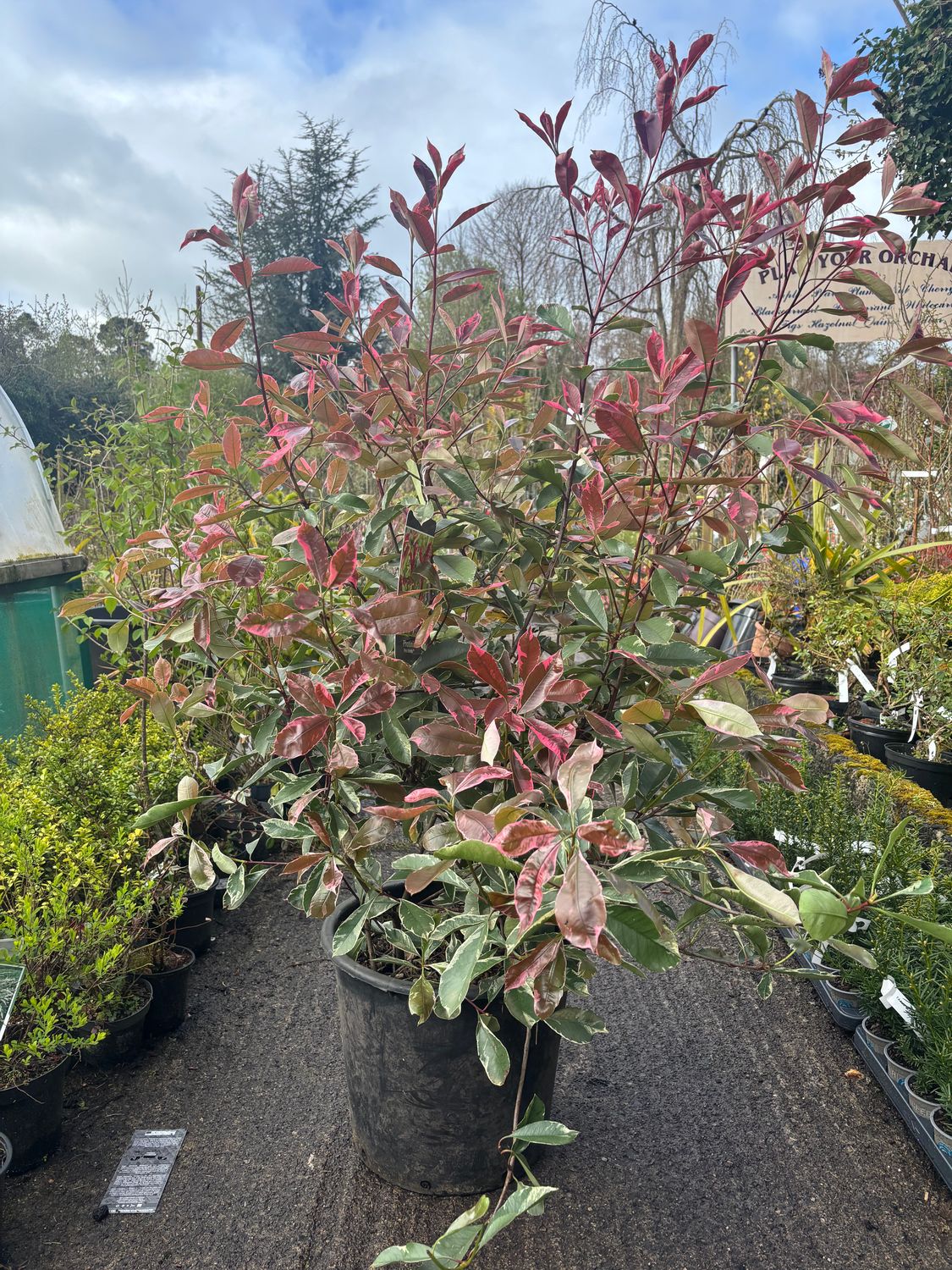Photinia Pink Marble Extra bushy strong shrubs for pots or beds with stunning evergreen foliage .