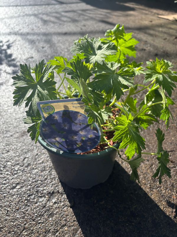 Geranium Rozanne