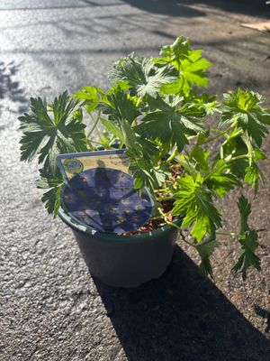 Geranium Rozanne