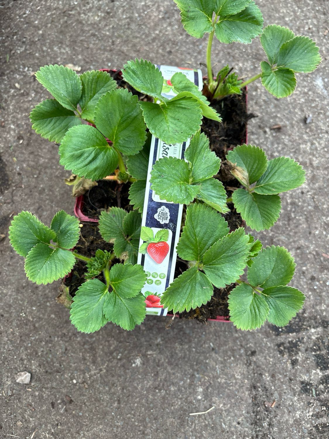 Strawberry Ostara Pack Of 6