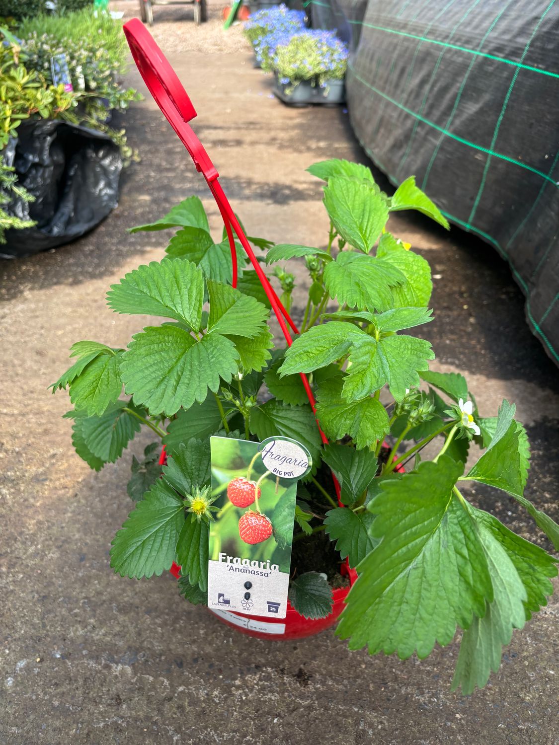 Strawberry Tenira Hanging Basket