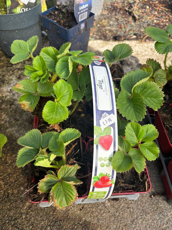 Strawberry Tago