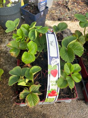 Strawberry Tago