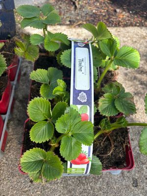 Strawberry Tenira
