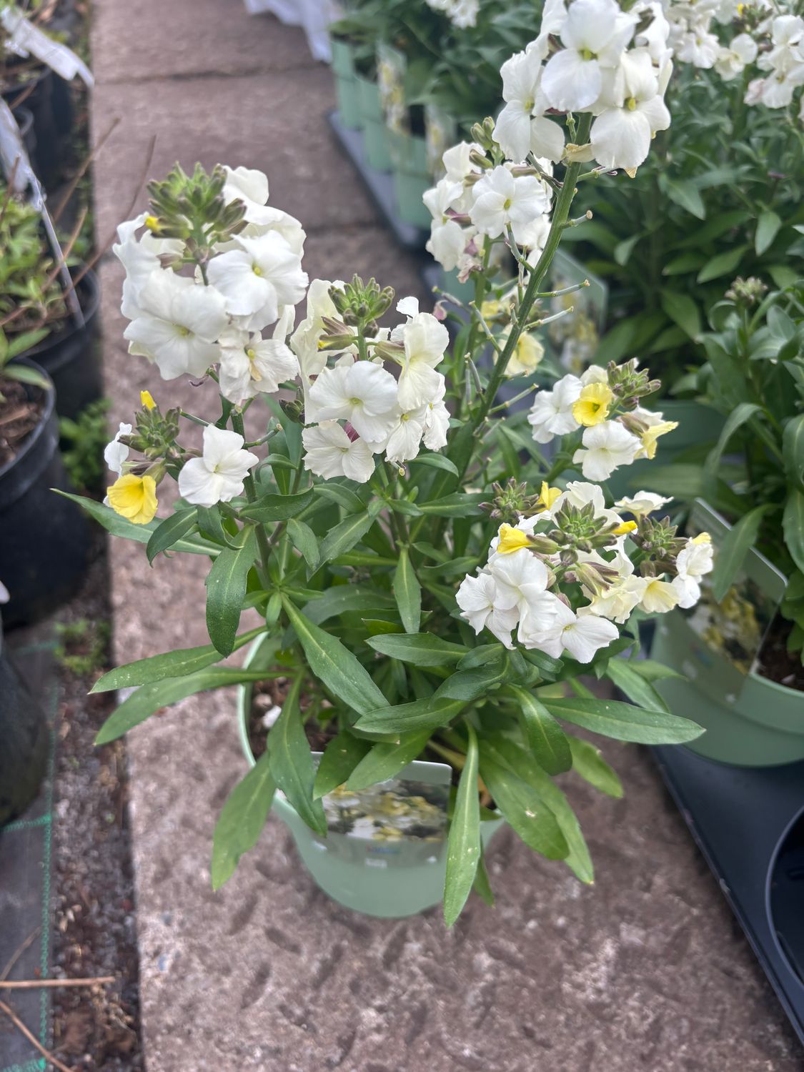 Erysimum Leya Lemon Glow