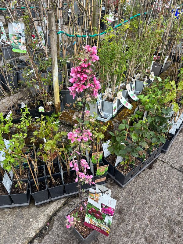 Malus Maypole