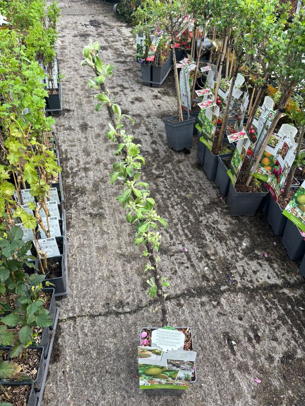 Malus Greencat