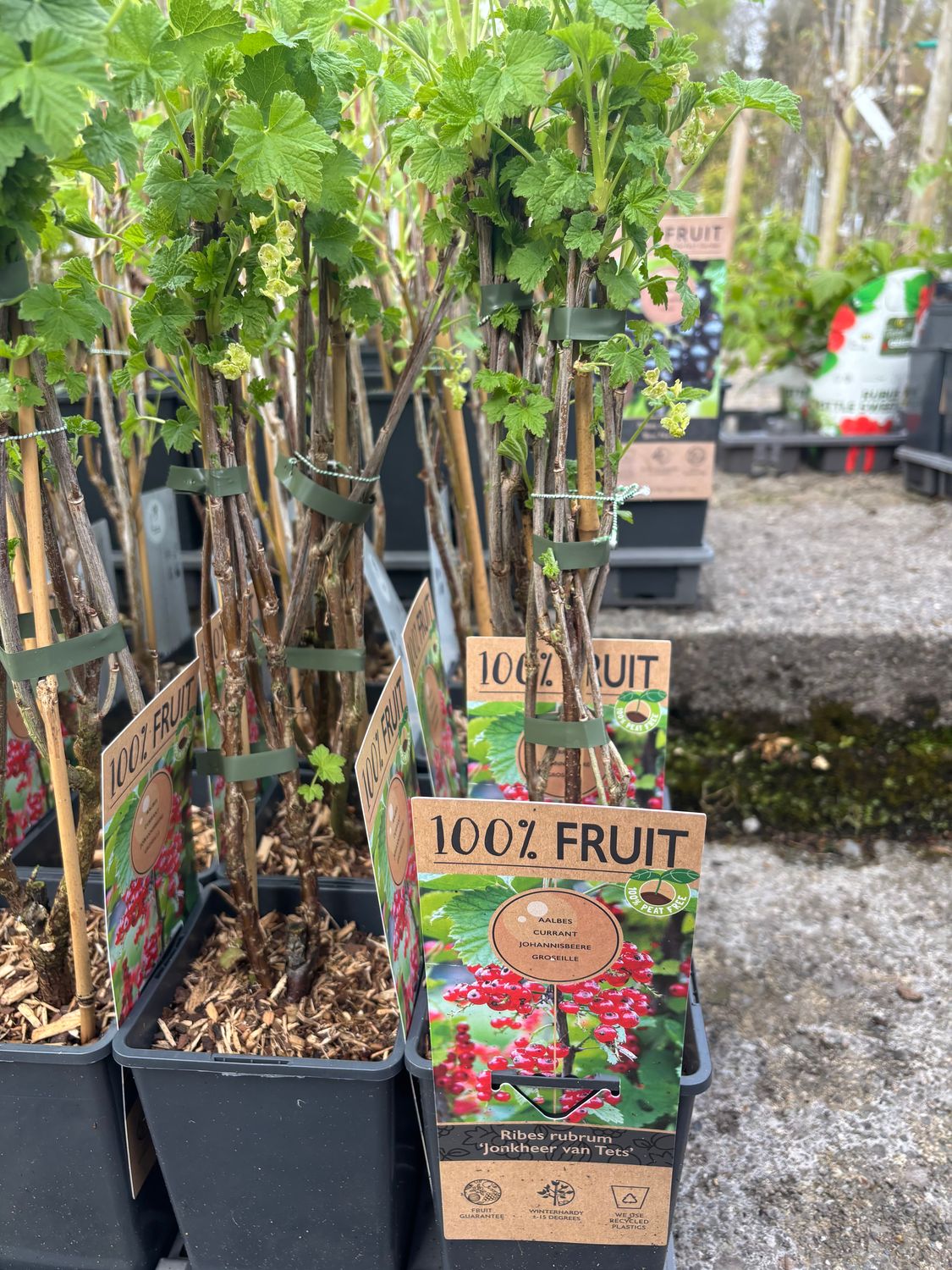 Redcurrent 'Jonkheer van Tets' heavy crops of tasty shiny fruit . Good in pots or beds Bushy Pot grown strong plants