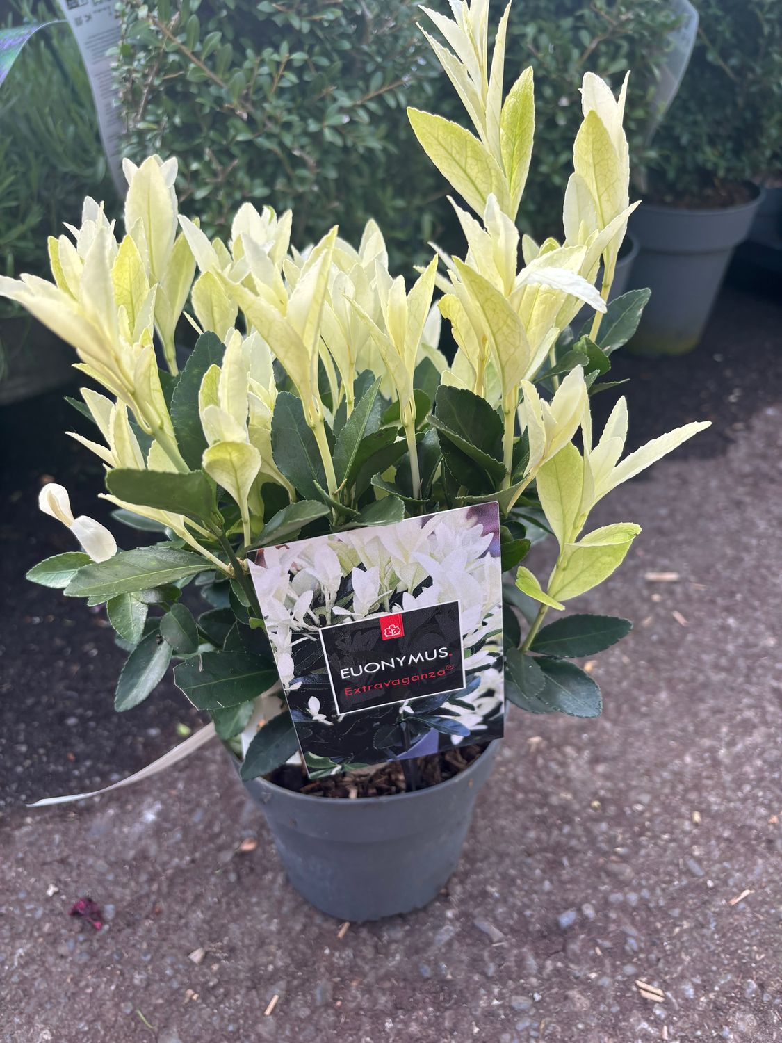 Euonymus Extravaganza