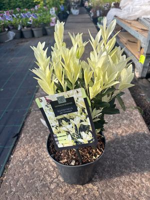 Euonymus Himalaya