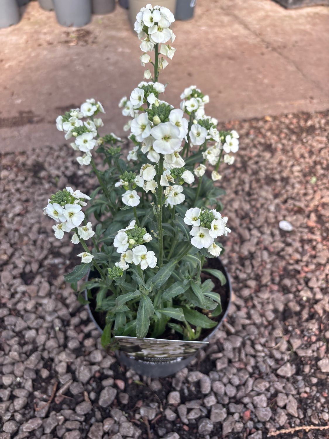 Erysimum Leya White